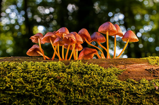 The Magic of Mushrooms